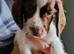 sprocker pups