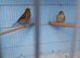 Pair of agate canaries.