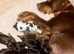 Cocker spaniel puppies
