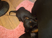 Beautiful Black and Tan Puppies