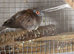 diamond doves pair