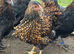 Gold Laced Wyandotte Point of Lay female chickens
