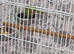 Beautiful baby ringneck talking parrot