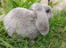 Plush Mini lop