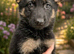 Stunning German Shepherds