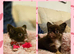 Ready now! Quality chihuahua longcoat pups