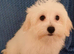 BEAUTIFUL MALTIPOO GIRLS READY TO GO!