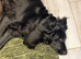 KC Liver and black puppies