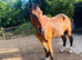 Bay Cob Cross 15.2hh and Pony 13.2 hh
