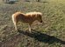 Registered miniature Shetland foal ponies.
