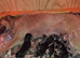 Lurcher pups for sale