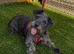 4 year old cocker x Schnauzer girl