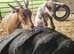 Romeo. Cracking little weather goat kid.