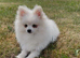 Stunning little Pomeranian KC white boy