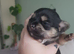 Shichi puppies