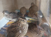 Italian / Coturnix mixed colour quail females 7 and 8 weeks old 6 x girls for £60 or with 2 males £62