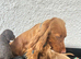 Stunning litter cocker spaniel puppies for sale