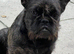 Shihtzu x French bulldog