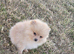 CHIAO LI YA lineage pomeranian puppies