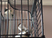 Bengalese finches x 3