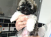 Stunning shihpoo puppies