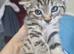 5 litle kittens for sale