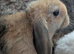Mix litter of pure mini lops
