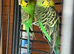 Budgies