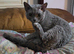 Julio  GCCF Devon Rex
