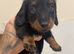 Last LONG HAIRED Black and Tan boy