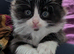 *REDUCED PRICE! Siberian x BLH kittens
