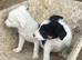 Pure Border Collies Ready now