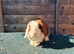 Beautiful rabbits , minilop, continental giant ,Netherland draft