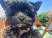 LAST GIRL! Mini Black Yorkshire Terrier