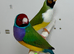 Beautiful pair of Gouldian finches