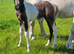 2 smashing foals