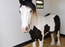 Gypsy cob