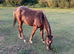 Chocolate spot Appaloosa colt yearling