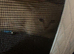 Cream british short hair (Emergency rehoming)