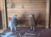 Birmigham Roller Male Pigeons 30&pound; each bird