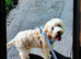 Male cockapoo