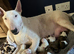 7 x KC Registered English Bullterrier Puppy’s