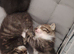 British Blue Short-haired KITTENS