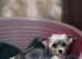 Yorkshire terrier/Mini/Particoloured/Traditional