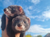 Black self jills (sisters)with some angora fully grown- 6months old
