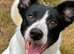 Stunning Border Collie x Blue Heeler Puppies &ndash; Ready from 11th July