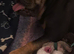 Excellent Puppies Hand reared please read advert