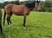 Bay mare