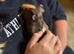 2 guinea pig boers