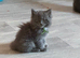 Mainecoon x British short hair